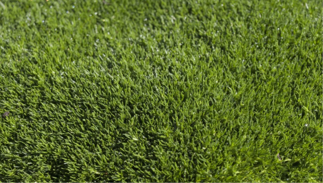 Turf Installation